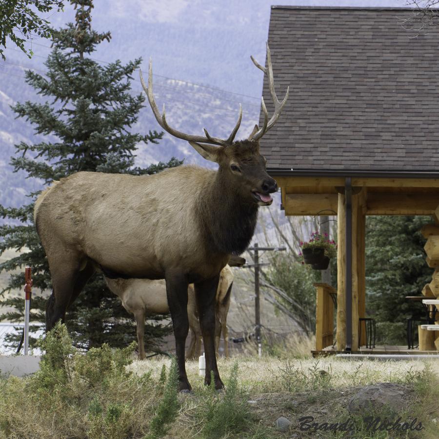 The Roosevelt Hotel - Yellowstone Gardiner Esterno foto